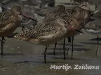 Foto: Marmergrutto [Limosa fedoa] Sanibel island Florida USA ( okt2013)